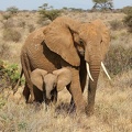 Eléphante et son petit. Samburu. Nord Kénya.