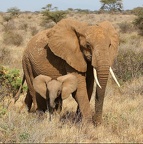 Eléphante et son petit. Samburu. Nord Kénya.