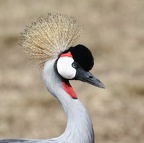 Grue couronnée "royale.(Balearica regulorum) Masai Mara .Kénya