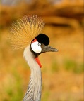 Grue couronnée "royale" Samburu .Kénya