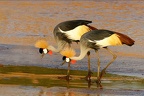 Couple de grues couronnées "royales" dans la rivière samburu.Kénya