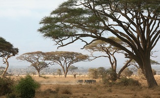 Quelques zèbres sous les grands acacias. Amboseli.Kénya