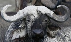 Buffle maculé de boue . Lac Nakuru.Kénya
