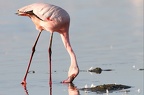 Nakuru.Kénya . Flamant nain s'alimentant