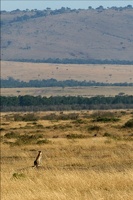 Guépard scrutant la plaine depuis une butte .Masai Mara.Kénya