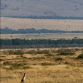 Guépard scrutant la plaine depuis une butte .Masai Mara.Kénya