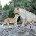 Lionceau câlinant un jeune mâle subadulte .Amboseli.Kénya