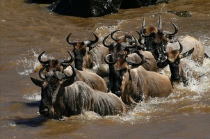 Groupe de gnous traversant la rivière Mara.Masai Mara.Kénya