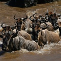 Groupe de gnous traversant la rivière Mara.Masai Mara.Kénya
