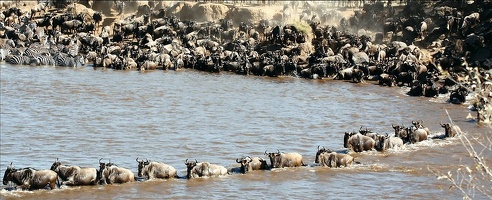 Gnous traversant la rivière Mara.Migration.Masai mara .Kénya