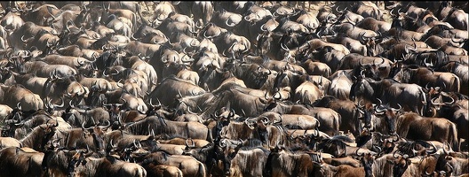 Multitude de gnous rassemblés avant de traverser la rivière.Migration.Masai Mara.Kénya