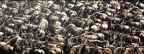 Multitude de gnous rassemblés avant de traverser la rivière.Migration.Masai Mara.Kénya