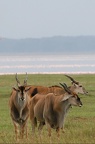 Elands du Cap.Nakuru.Kénya