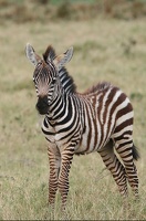 Jeune zèbre de Burchell.Masai Mara .Kénya