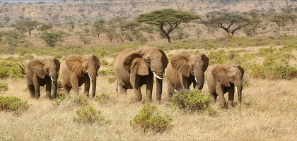 Petite harde de femelles et de jeunes.Samburu .Kénya