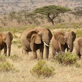 Petite harde de femelles et de jeunes.Samburu .Kénya