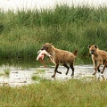 Retour de chasse.hyènes tachetés. Nakuru.Kénya