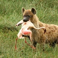Hyène tachetée très fière de sa prise! Lac Nakuru .Kénya