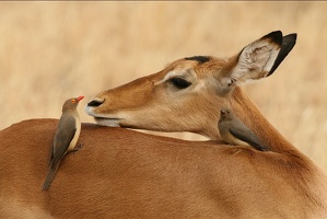 Femelle impala en discussion avec son pique -boeuf à bec rouge.Samburu.Kénya