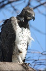 Aigle martial.Samburu. Kénya