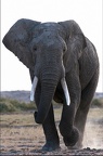 Beau mâle solitaire.Amboseli.Kénya