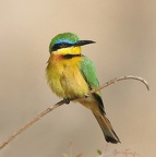 Petit guêpier (Merops pusillus) Meru .Kénya                                   