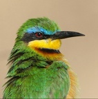 Portrait de Petit Guêpier (Merops pusillus) Samburu . Nord Kénya
