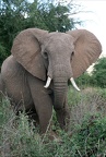 Jeune adulte en pleine forme .Masai mara .Kénya
