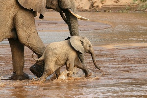 Elephanteau marchant dans la rivière samburu avec sa mère.Kénya