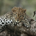 Leopard.Samburu. Kénya