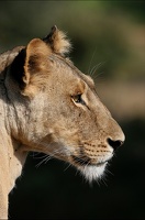 Beau profil de lionne.Samburu.Nord Kénya