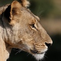 Beau profil de lionne.Samburu.Nord Kénya