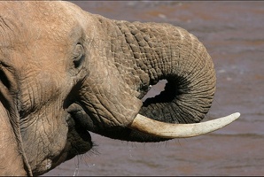 Elephant buvant à la rivière.Samburu.Kénya