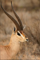 Beau mâle de gazelle de Grant.Shaba . Nord Kénya