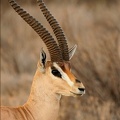 Beau mâle de gazelle de Grant.Shaba . Nord Kénya