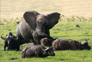 Elephant chassant des buffles d'un marécage à amboseli .Kénya