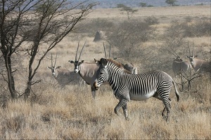 Zébre de Grévy devant des oryx .Samburu .Kénya 