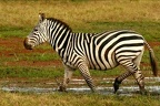 Bel étalon de zèbre de Burchell dans les marais d'Amboseli.Kénya