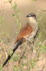 Coucal à sourcils blancs (centropus superciliosus) Shaba. Nord Kénya