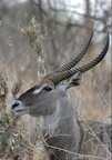 Cobe à croissant (waterbuck) Meru;Kénya