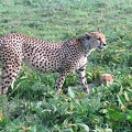 Femelle guépard surveillant  son jeune. serengetti .Tanzanie