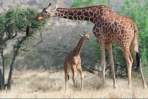 Girafe réticulée et son petit . Samburu Nord Kénya