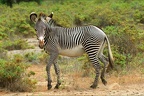 Zèbre de Grévy . Samburu. Nord Kénya