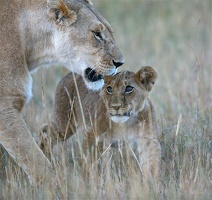 Lionceau essayant de capter le regard de sa mère....Masai Mara .Kénya