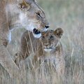 Lionceau essayant de capter le regard de sa mère....Masai Mara .Kénya