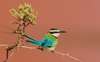 guêpier à gorge blanche (Merops albicolis) Samburu. Nord Kénya