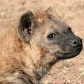 Hyène tachetée.Masai Mara .Kénya