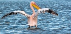 Pélican Blanc (Pelecanus onocrotalus) Lac de Nakuru Kénya