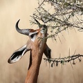Gérénouk ou Gazelle girafe mâle.Samburu .Nord Kénya