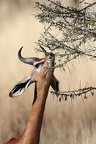 Gérénouk ou Gazelle girafe mâle.Samburu .Nord Kénya